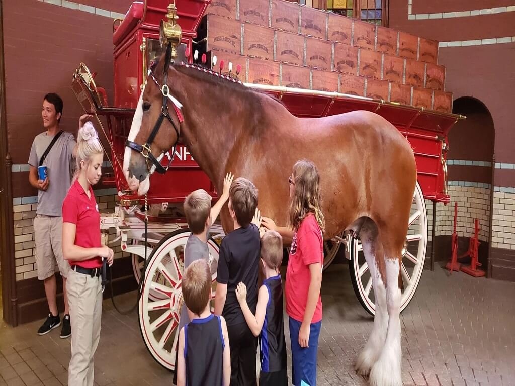 Tour Anheuser-Busch Brewery