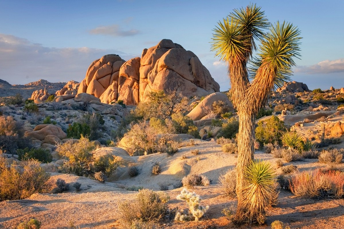 Best Times to Visit Joshua Tree