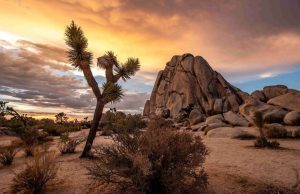 45 Best Things to Do in Joshua Tree Things to Do Joshua Tree