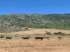 Book a Cheap Holiday: Escape to Our Perfect Holiday Villa Luan in Albania Vlore Perfect Holiday Villa Luan in Albania Vlore