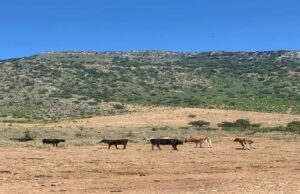 Book a Cheap Holiday: Escape to Our Perfect Holiday Villa Luan in Albania Vlore Perfect Holiday Villa Luan in Albania Vlore