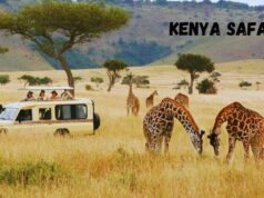 How to Enjoy a Kenya Safari as a Solo Traveler? Kenya Safari