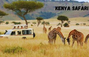 How to Enjoy a Kenya Safari as a Solo Traveler? Kenya Safari